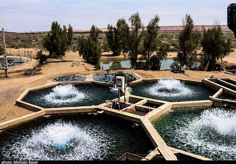 پرورش فوق متراکم ماهیان گرمابی پرورش فوق متراکم ماهیان گرمابی