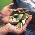 پرورش متراکم ماهیان گرمابی