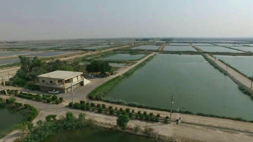 توسعه مزارع پرورش به 50 هکتار توسعه مزارع پرورش به 50 هکتار